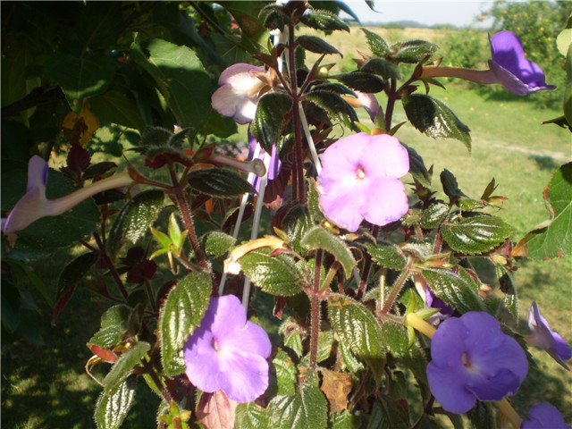 achimenes